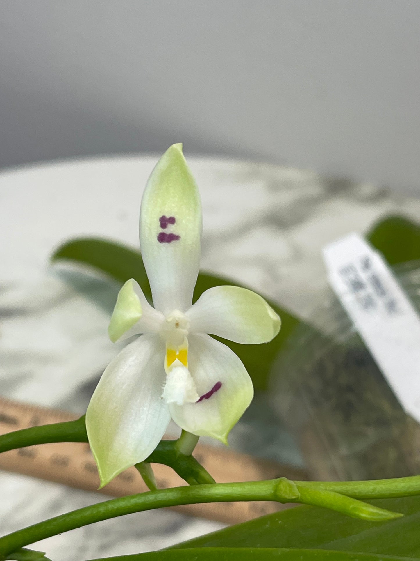 D44: Phal tetraspis 'Wisp' 盾花蝴蝶‘青缕’