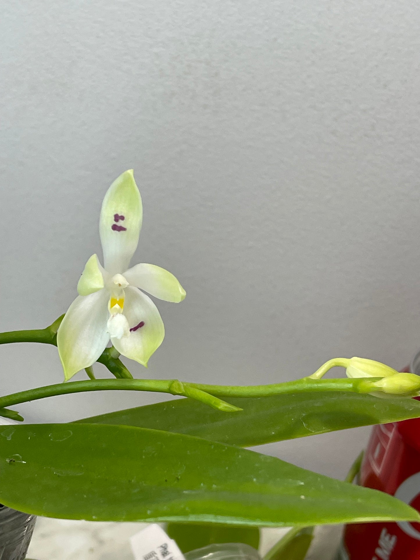 D44: Phal tetraspis 'Wisp' 盾花蝴蝶‘青缕’