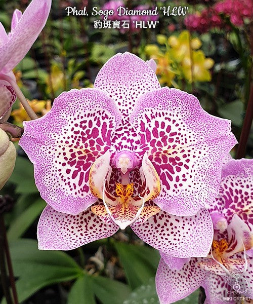 Phal Sogo Diamond 'HLW', large flowers (C19)