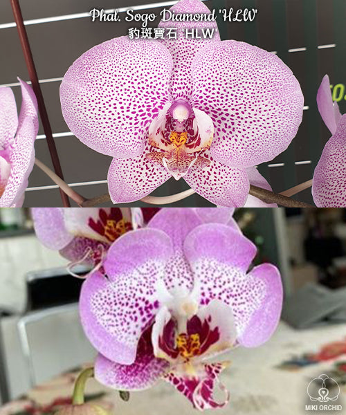 Phal Sogo Diamond 'HLW', large flowers (C19)