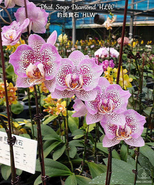 Phal Sogo Diamond 'HLW', large flowers (C19)