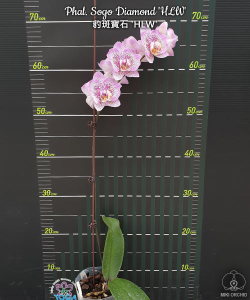 Phal Sogo Diamond 'HLW', large flowers (C19)