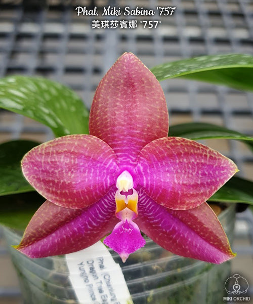 D54: Phal Miki Sabina '757' 美琪莎宾娜‘757’