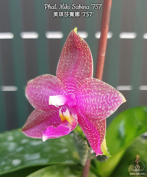 D54: Phal Miki Sabina '757' 美琪莎宾娜‘757’