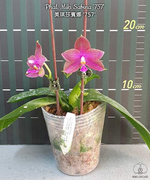 D54: Phal Miki Sabina '757' 美琪莎宾娜‘757’