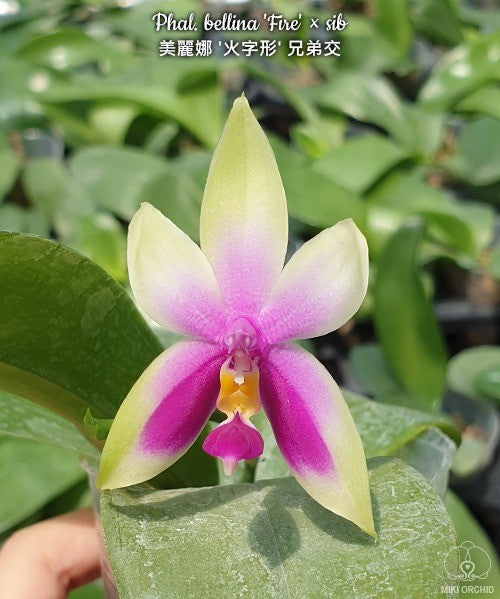 D55: Phal bellina 'Fire' x sib 美丽娜/贝丽娜‘火字形’兄弟交