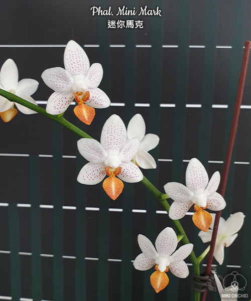 Phal Mini Mark, cute, compact, 迷你马克 (C26)