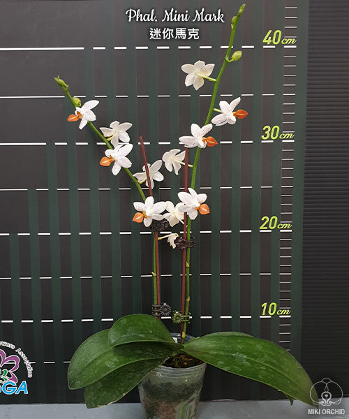 Phal Mini Mark, cute, compact, 迷你马克 (C26)