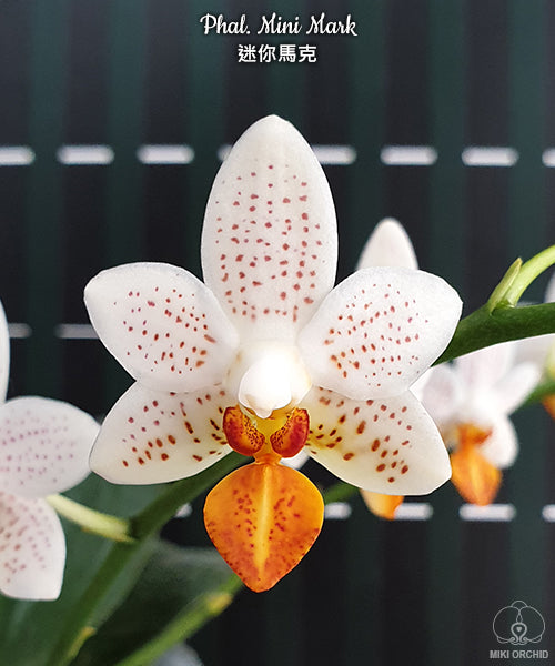 Phal Mini Mark, cute, compact, 迷你马克 (C26)