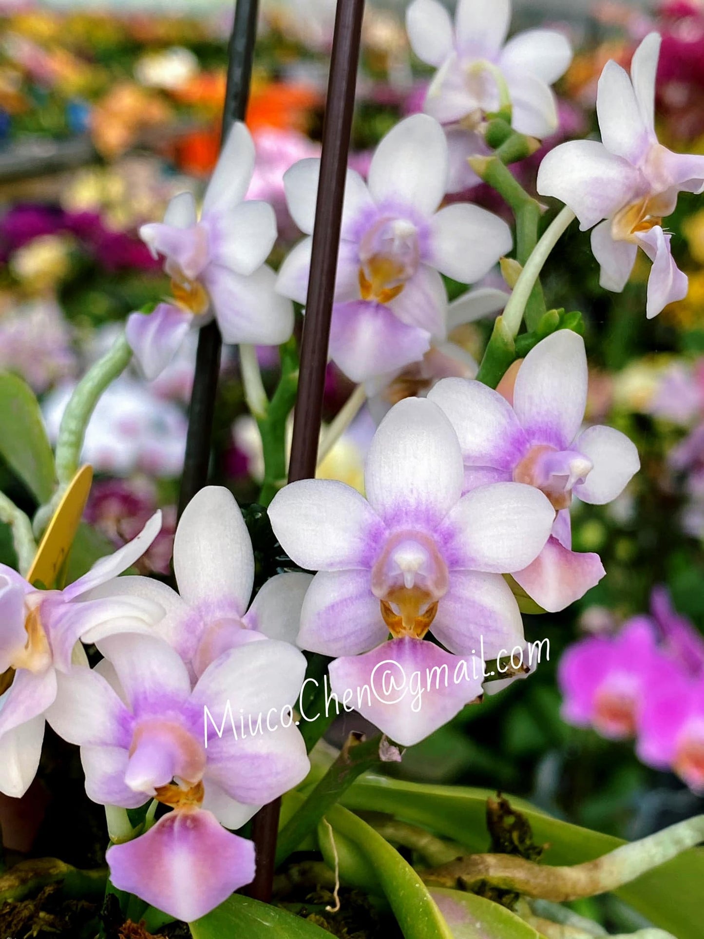 Phal. Evarise Blue Angel ‘purple halo’ 芋兔, fragrant, multifloral, rare and special